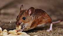 24 Hour & Emergency Exterminators in Brownsville, OH